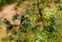 Ginepro 764 0 093 Ginepro